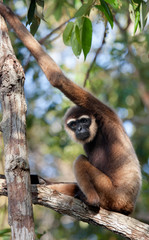 Gibbon sitting on the tree. Indonesia. The island of Kalimantan (Borneo). An excellent illustration.