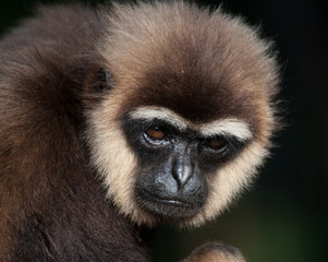 Portrait of Gibbon. Close-up. Indonesia. The island of Kalimantan (Borneo). An excellent illustration.
