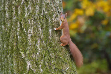 Fototapeta premium Red squirrel on tree trunk