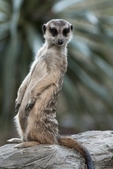 The meerkat