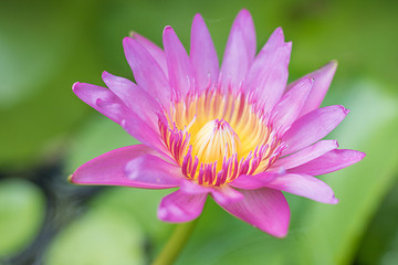 Lotus in the pool