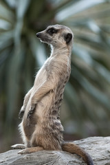 The meerkat