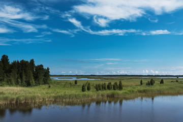Fototapeta na wymiar Green reeds on lake.