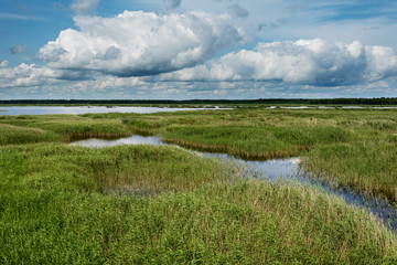 Green reeds on lake.