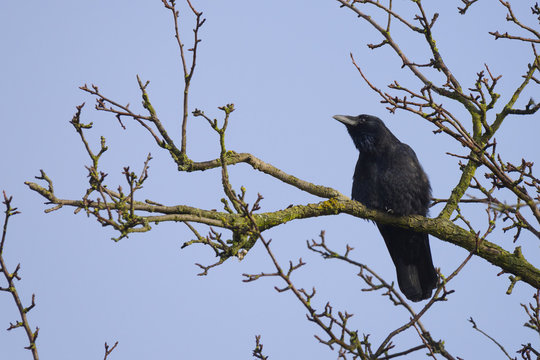 Carrion crow on tree