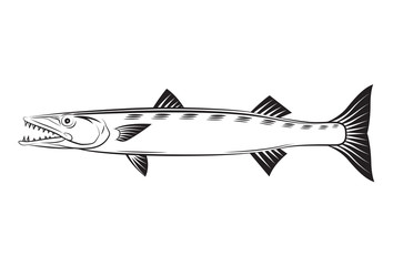 Drawing Barracuda