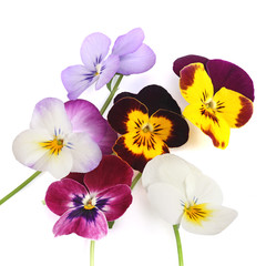Fleurs de Viola cornuta