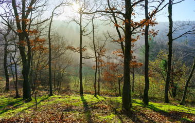 Beauty of winter forest with moss, sunny day