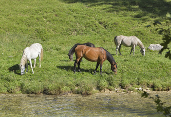 Naklejka na ściany i meble Horses grazing in a meadow near the river