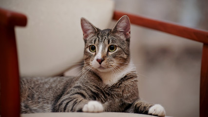 Portrait of a domestic striped young cat on a chair.