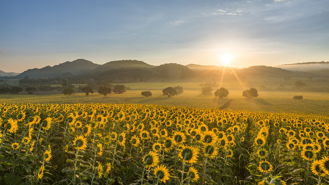 Sunflower plantation at sunrise