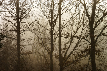 Winter tree silhouette in great fog