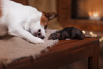 Brown domestic rat and dogs Jack Russell Terrier