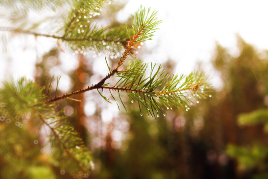 pine branch with rain drops. after the rain in the coniferous forest, blurred background