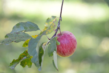 apples in the morning ready for harvest during early fall