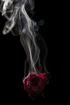 Smoke and Rose. Red rose and smoke on black background.