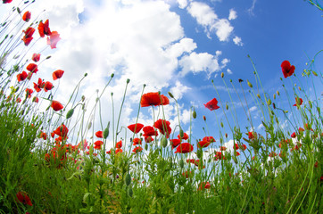 Beautiful poppy field