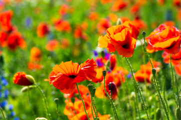 Beautiful poppy field