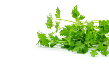 green leaves of parsley isolated on white background