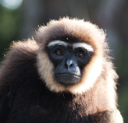 Portrait of Gibbon. Close-up. Indonesia. The island of Kalimantan (Borneo). An excellent illustration.