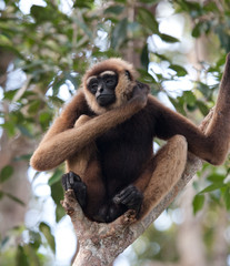 Gibbon sitting on the tree. Indonesia. The island of Kalimantan (Borneo). An excellent illustration.