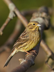 Yellowhammer (Emberiza citrinella)