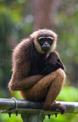 Portrait of Gibbon. Close-up. Indonesia. The island of Kalimantan (Borneo). An excellent illustration.