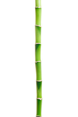Naklejka premium bamboo