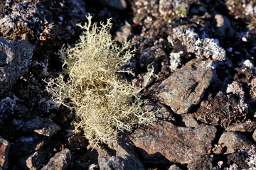 Arctic lichen
