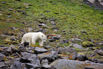 Fototapeta na wymiar Polar bear in summer Arctic - Franz Josef Land 