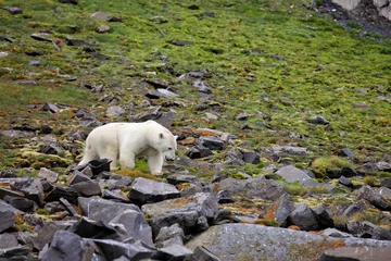 No drill light filtering roller blinds Icebear Polar bear in summer Arctic - Franz Josef Land  