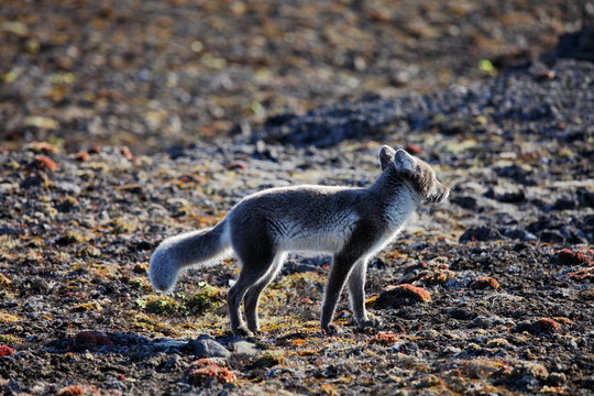 Arctic fox in summer season
