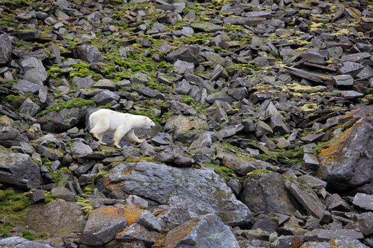Polar bear in summer Arctic - Franz Josef Land
