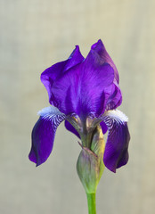 Flower of violet iris closeup