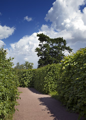the avenue in park with a green hedge. Oranienbaum,  Russia..