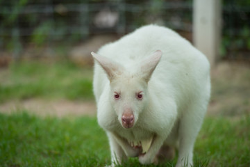 Kangaroo in the Garden