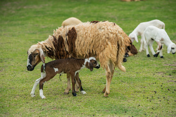 lambs suckling milk from the mother ewe