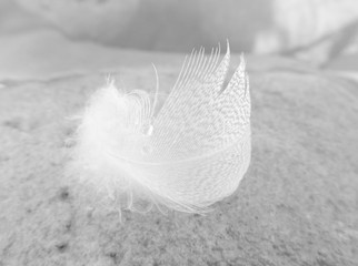 black and white photo of a feather covered with drops of water