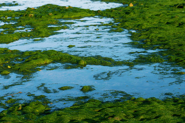 Moss