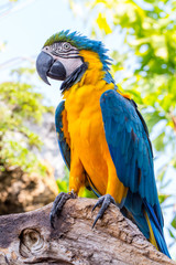 Blue parrot macaw