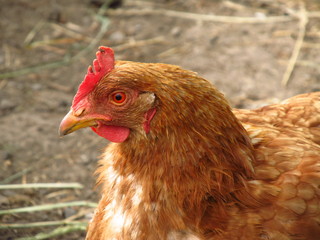 Portrait of a fluffy brown hen 