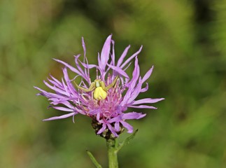 Veränderliche Krabbenspinne (Misumena vatia) lauert in Wiesen-Flockenblume (Centaurea jacea) auf Beute