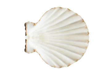 Seashell