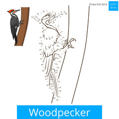 Woodpecker bird learn to draw vector