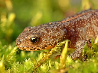 Bergmolch (Ichthyosaura alpestris) in Landtracht
