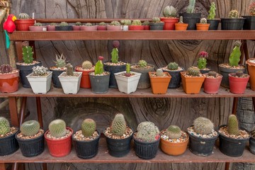 Fototapeta premium cactus on shelf