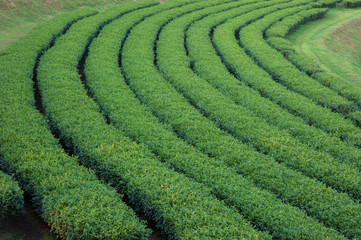 Green Tea Plantations