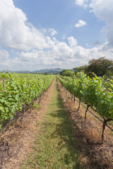 Fototapeta na wymiar Rows of grape trees before harvesting in the Hua Hin vineyard, T