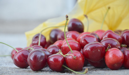 Just harvested  cherries