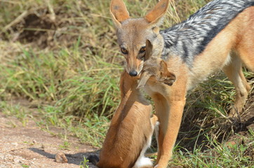 Naklejka na ściany i meble sciacallo cattura piccola antilope della savana,gazzella impala nel parco nazionale del Serengeti durante la stagione secca in tanzania africa 